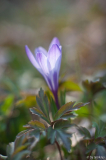 lila wildkrokus