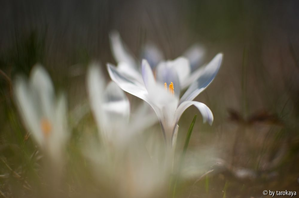 wildkrokusse weiss
