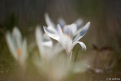 wildkrokusse weiss