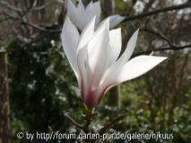 Magnolia   biondii