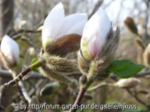 Magnolia stellata 'Norman Gould'