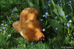 Cochins im Vergissmeinnicht 2