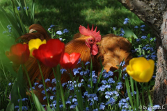 Cochins im Vergissmeinnicht 3