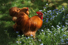 Cochins im Vergissmeinnicht 1