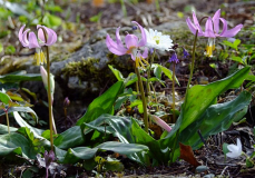 Erythronium revolutum