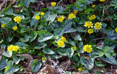Ficaria 'Colarette'