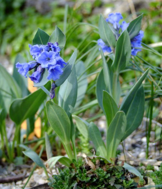 Mertensia viridis var. cana