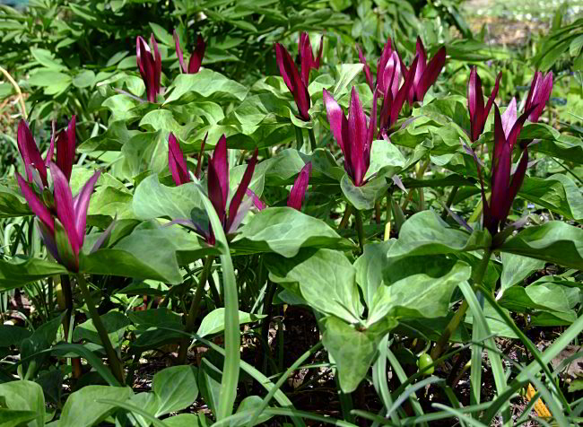 Trillium chloropetalum