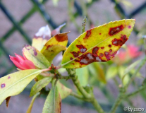 Pieris Blattschaden