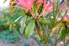 Pieris Blatt