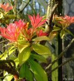 Pieris Neuaustrieb