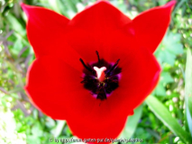 Tulipa 'Aladdin'