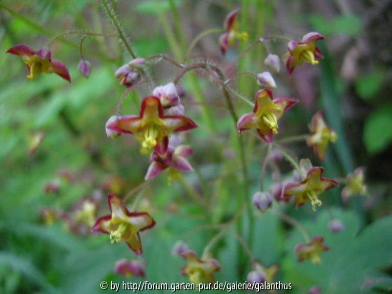 Epimedium alpinum