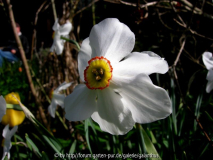 Narcissus poeticus