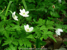 Anemone nemorosa