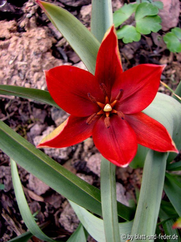 Tulipa orphanidea