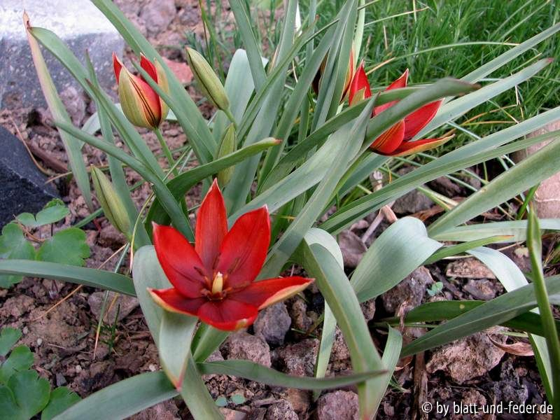 Tulipa orphanidea 2
