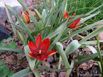 Tulipa orphanidea 2