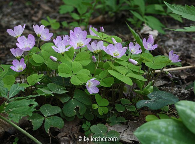 Wald-Sauerklee, rosa blühende Pflanze (Oxalis acetosella)