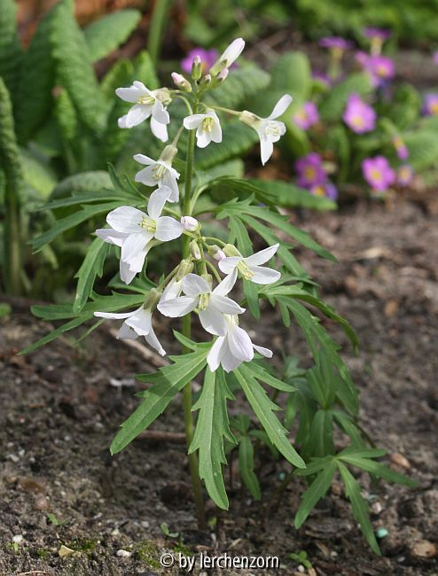 Schlitzblättriges Schaumkraut, Zahnwurz (Cardamine concatenata syn. C. laciniata)