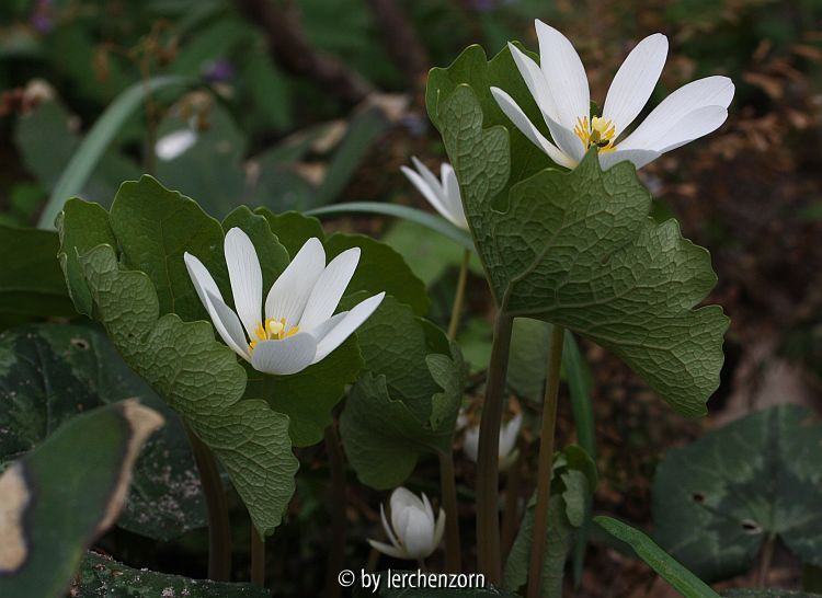 Blutwurz (Sanguinaria canadensis)