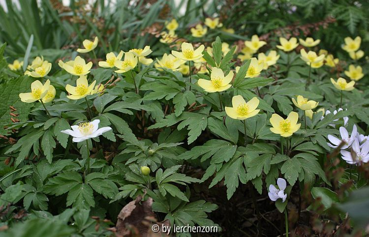 Leipziger Anemone (Anemone x lipsiensis)