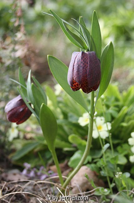 Breitblättrige Schachblume (Fritillaria latifolia)