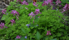 Corydalis bushii