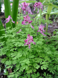 Corydalis bushii