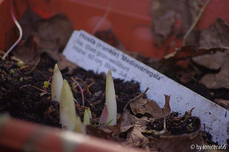 Marginata