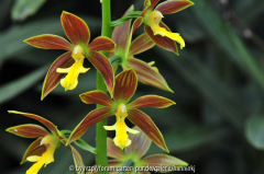Calanthe bicolor