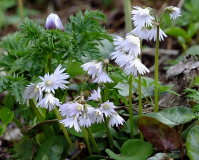 Soldanella montana 'Alba'