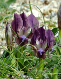 Iris suaveolens violett