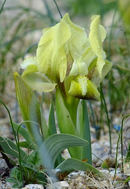 Iris suaveolens gelb