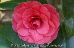 Unbekannte Rosa ausgepflanzt 2011.jpg