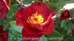 Burnside 2011 1.jpg