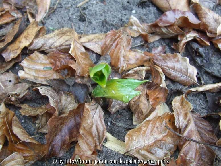 Trillium grandiflorum Snow Bunting 2011/4