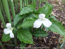 Trillium grandiflorum 2011/4
