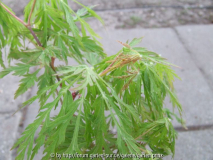 Acer japonicum Garten Prinz / Garden Pri