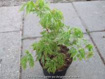 Acer japonicum Garten Prinz / Garden Pri