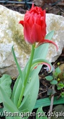 Verwachsene Tulpen