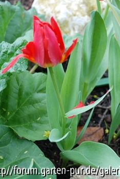 Verwachsene Tulpen 2