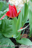 Verwachsene Tulpen 2