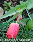 Verwachsene Tulpen 3