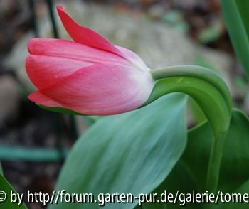 zusammengewachsene Tulpe