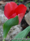 ebenfalls die zusammengewachsene Tulpe