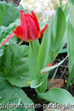 Tulpe mit Mutation