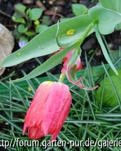 Tulpe mit Mutation