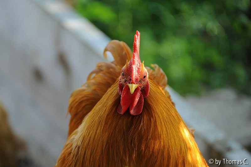 Cochins im Wind