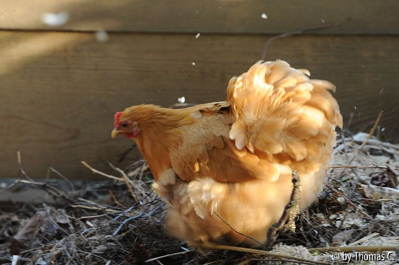 Cochins im Wind 2